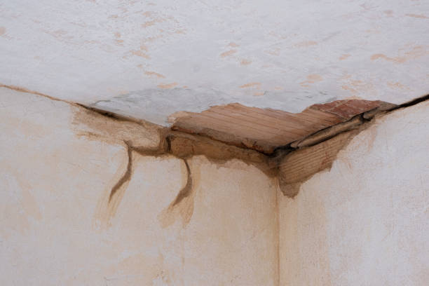 Best Basement water damage restoration  in Viola, IL